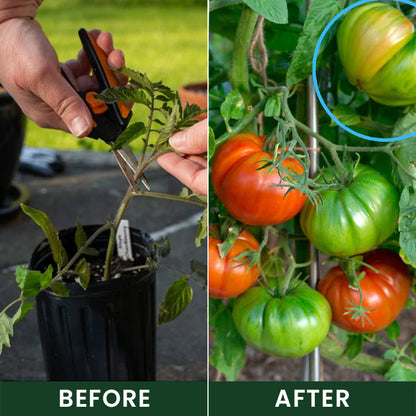 Official US🎊 Store  Universal Plant Nutrient Solution
