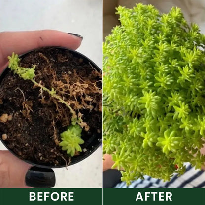 Official US🎊 Store  Universal Plant Nutrient Solution